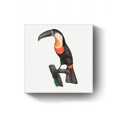 Green-billed toucan door Jacques Barraband