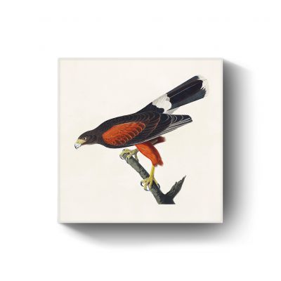 Louisiana Hawk door John James Audubon