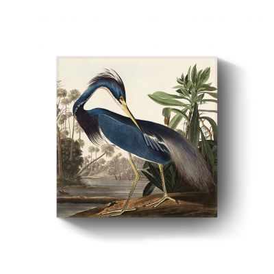 Louisiana Heren door John James Audubon
